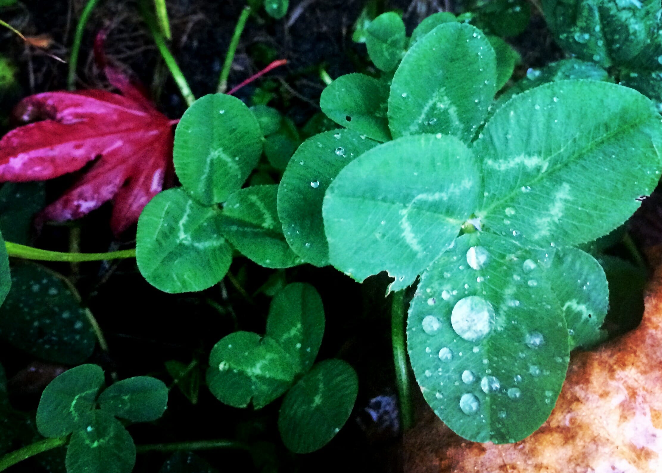 meandering along the clover